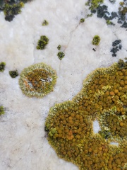 Variospora flavescens