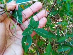 Crotalaria grevei