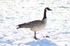 Branta canadensis moffitti