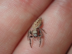 Opisthoncus serratofasciatus