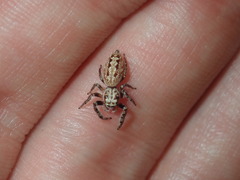 Opisthoncus serratofasciatus