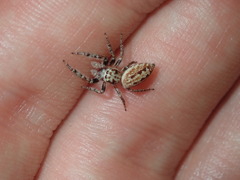 Opisthoncus serratofasciatus