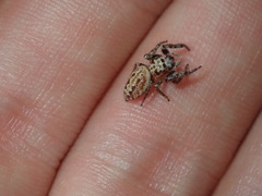 Opisthoncus serratofasciatus