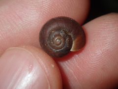 Austrochloritis laurieton