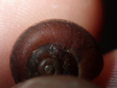 Austrochloritis laurieton