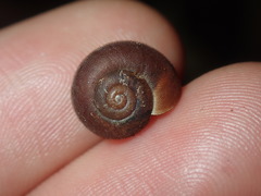 Austrochloritis laurieton