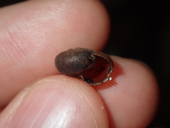 Austrochloritis laurieton