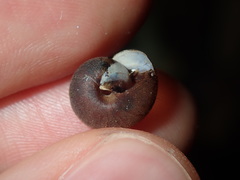 Austrochloritis laurieton