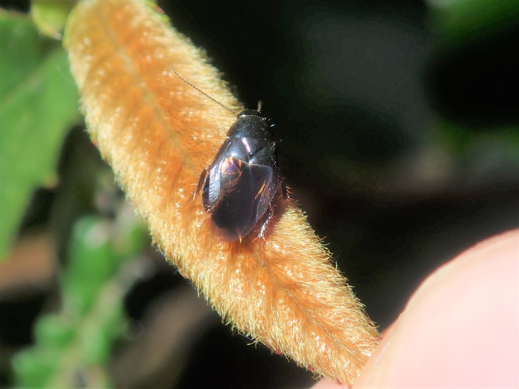 Holocompsa debilis