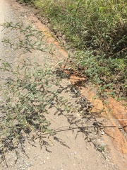 Tephrosia polystachya