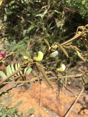 Tephrosia polystachya