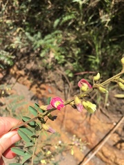 Tephrosia polystachya