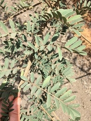 Tephrosia polystachya