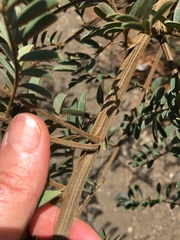 Tephrosia polystachya