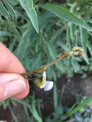 Tephrosia polystachya