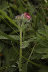 Erigeron caucasicus