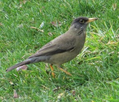 Turdus falcklandii