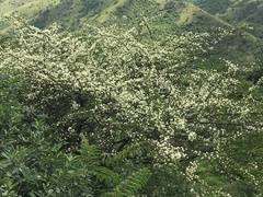 Vachellia gerrardii
