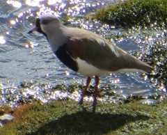 Vanellus chilensis