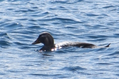 Tachyeres patachonicus