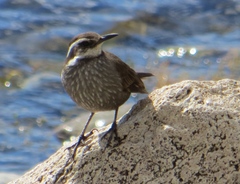 Cinclodes patagonicus