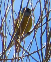 Phrygilus