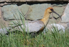 Theristicus melanopis