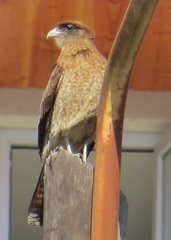 Daptrius chimango