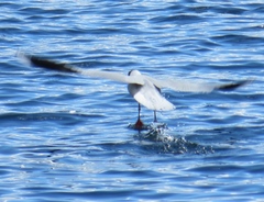 Chroicocephalus maculipennis