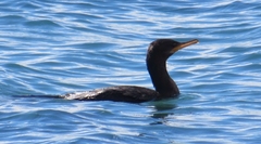 Nannopterum brasilianum
