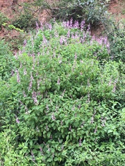 Ocimum labiatum