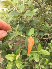 Croton menyharthii