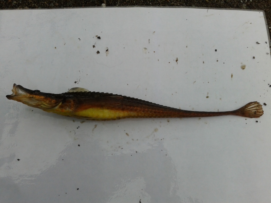Longsnout Poacher