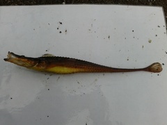 Longsnout Poacher photo 1