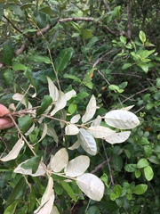 Croton menyharthii