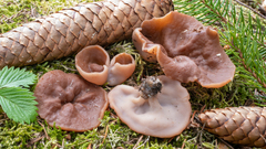 Gyromitra perlata