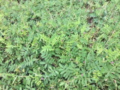 Ophrestia oblongifolia