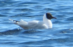 Chroicocephalus maculipennis