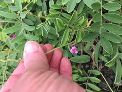 Ophrestia oblongifolia
