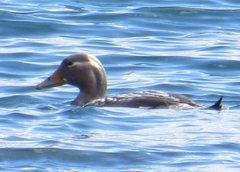 Tachyeres patachonicus