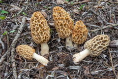 Morchella fluvialis