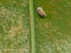 Lophopinae