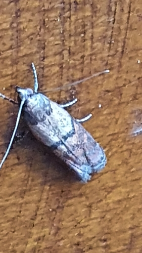 Plodia interpunctella