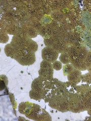 Variospora flavescens