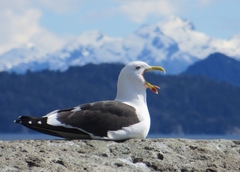 Larus dominicanus