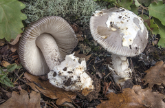 Amanita mairei