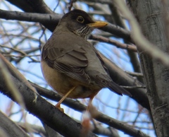 Turdus falcklandii