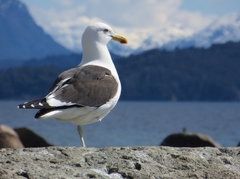 Larus dominicanus