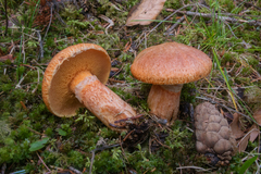 Suillus tridentinus