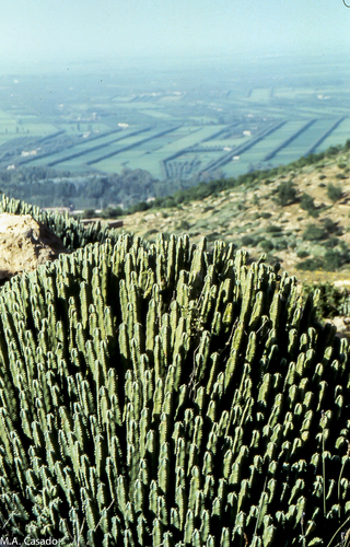 Resin spurge
